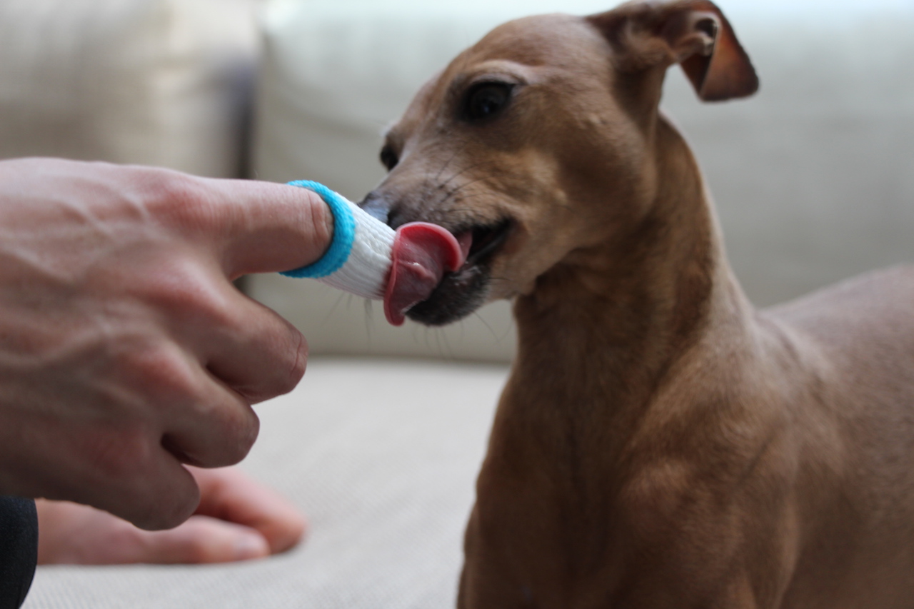 Zahnpflege Hund Bogadent Erfahrung