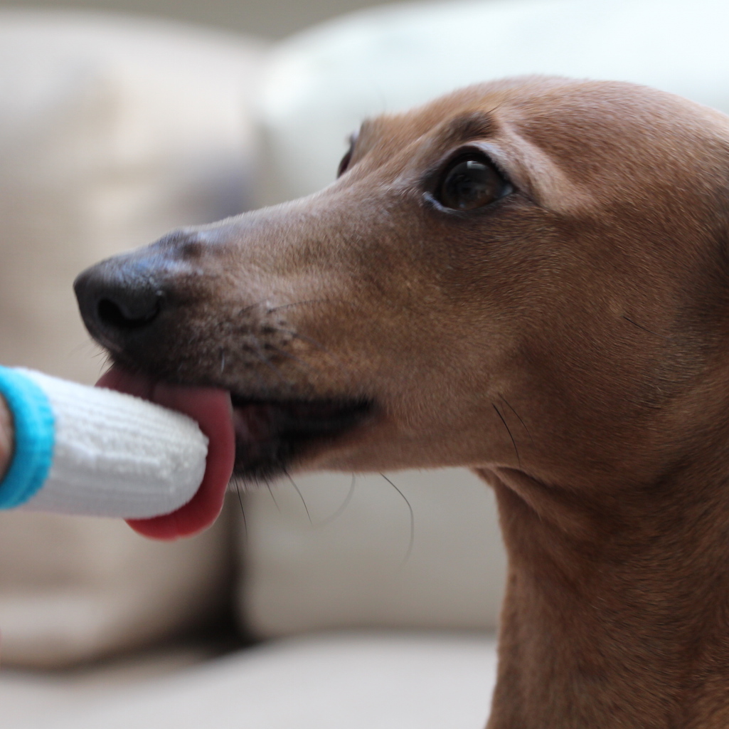 Zahnpflege Hund Erfahrungen Tipps