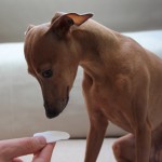 Ohrenpflege Hund Pads Erfahrungen
