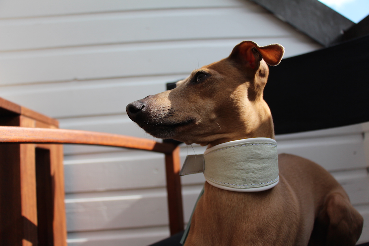 Halsband LeRoiy - Hundeblog miDoggy