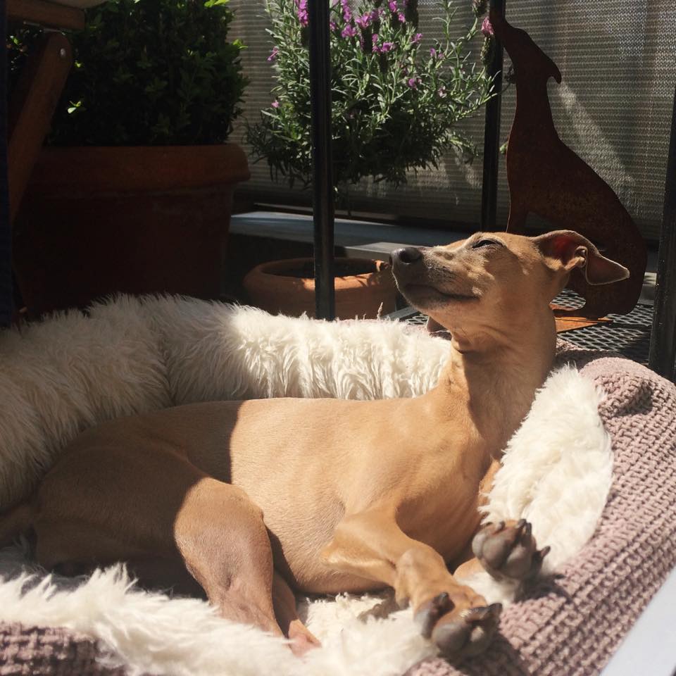 Lola's Wochenrückblick - Hundeblog miDoggy
