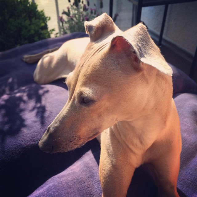 Lolas Wochenrückblick - Hundeblog miDoggy