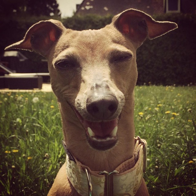 Lola's Wochenrückblick - Hundeblog miDoggy