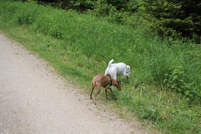 Spaziergang im Wald mit Hund - Hundeblog miDoggy