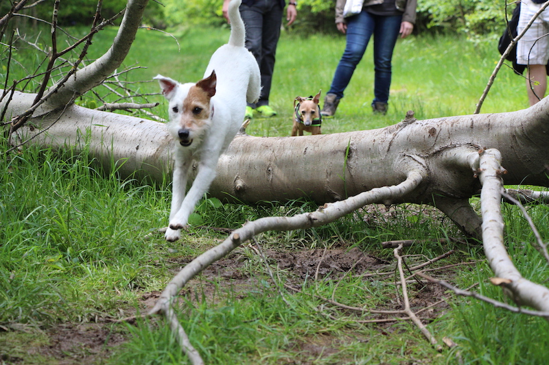 Spaziergang im Wald mit Hund - Hundeblog miDoggy