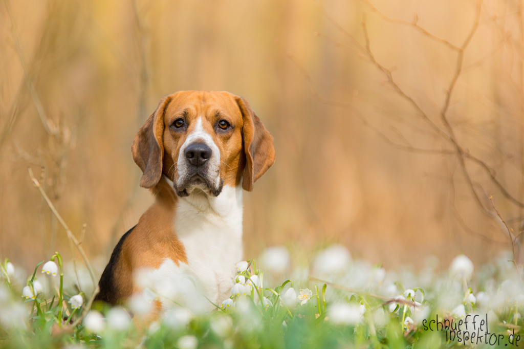 Beagle Timmy - Hund-Blog miDoggy