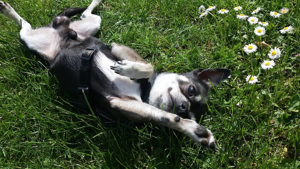 Chihuahua - Hunde-Blog miDoggy