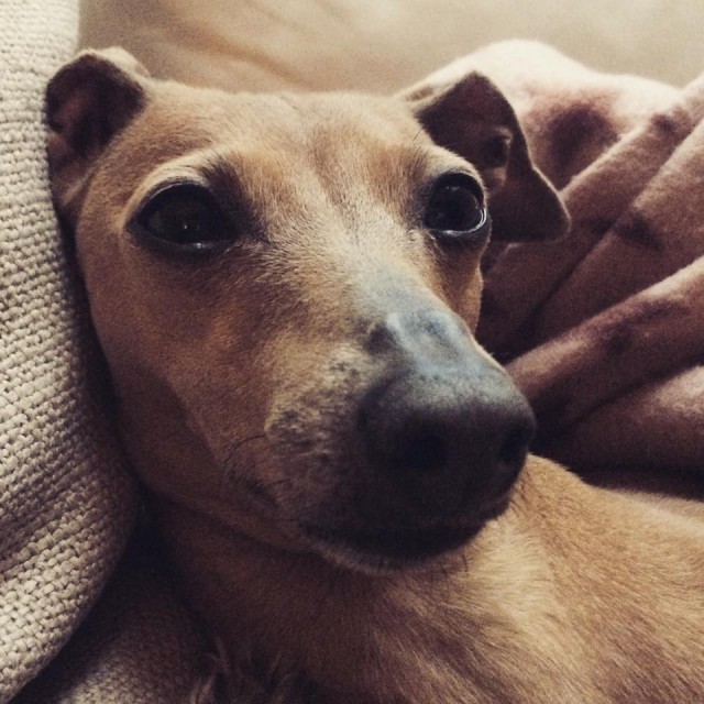 Hundeblog miDoggy - Lola's Wochenrückblick