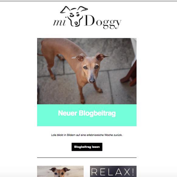 Wochenrückblick Hunde-Blog miDoggy