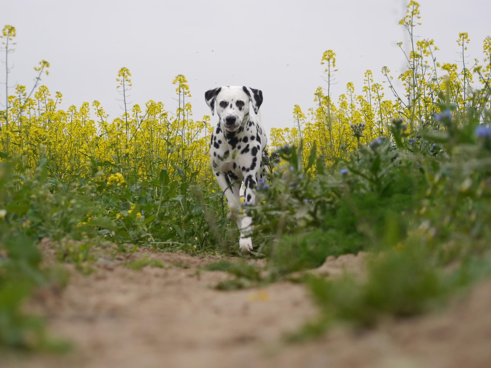 Dalmatiner Allie Hunde-Blog miDoggy