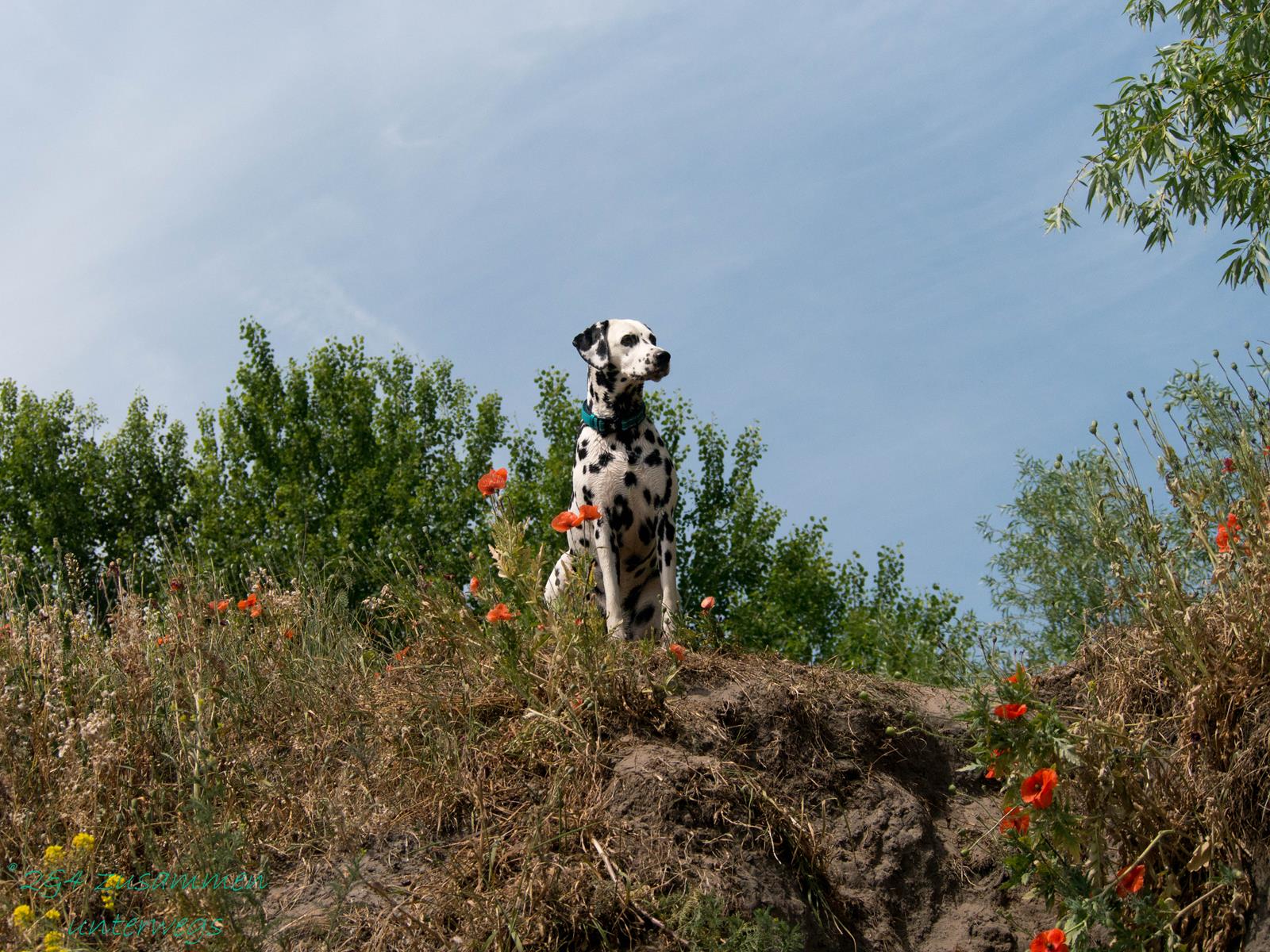 Dalmatiner Allie Hunde-Blog miDoggy