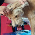 Fellpflege Shiva Wuschelmädchen Hundeblog miDoggy