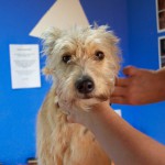 Fellpflege Shiva Wuschelmädchen Hundeblog miDoggy