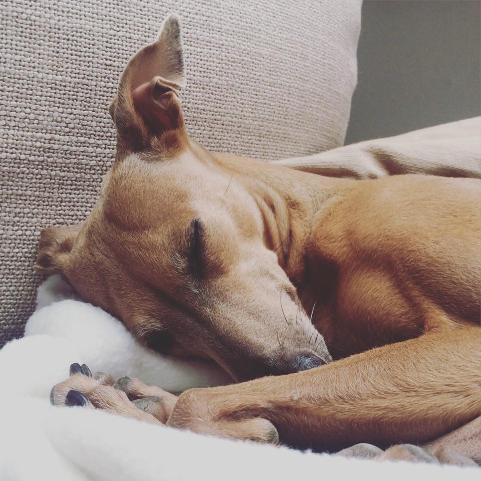 Lolas Wochenrückblick Hundeblog miDoggy