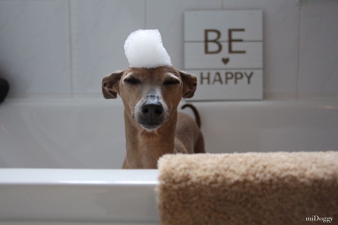 Monatspfoto September Wellness und Beauty Outtake Hundeblog miDoggy