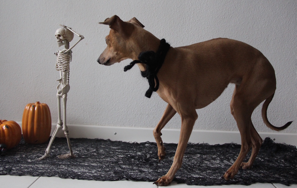 Halloween Monatspfoto Hundeblog miDoggy