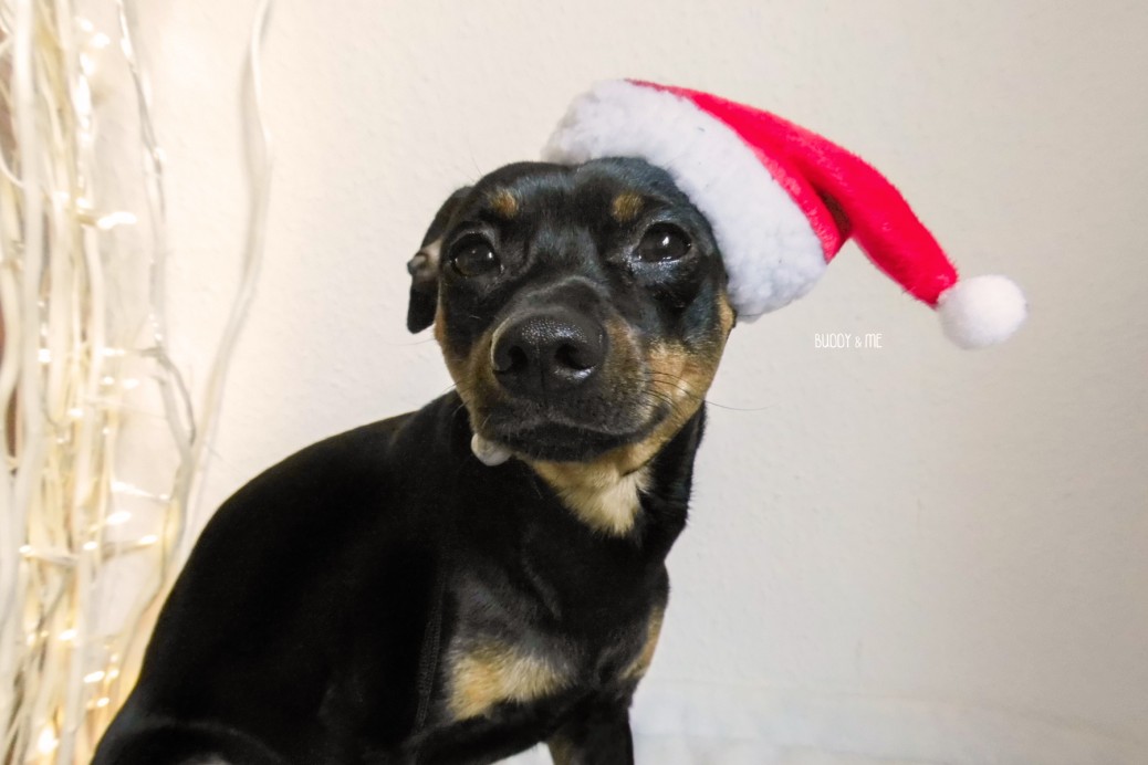 Weihnachtsgeschichte Melody und Buddy Hundeblog miDoggy