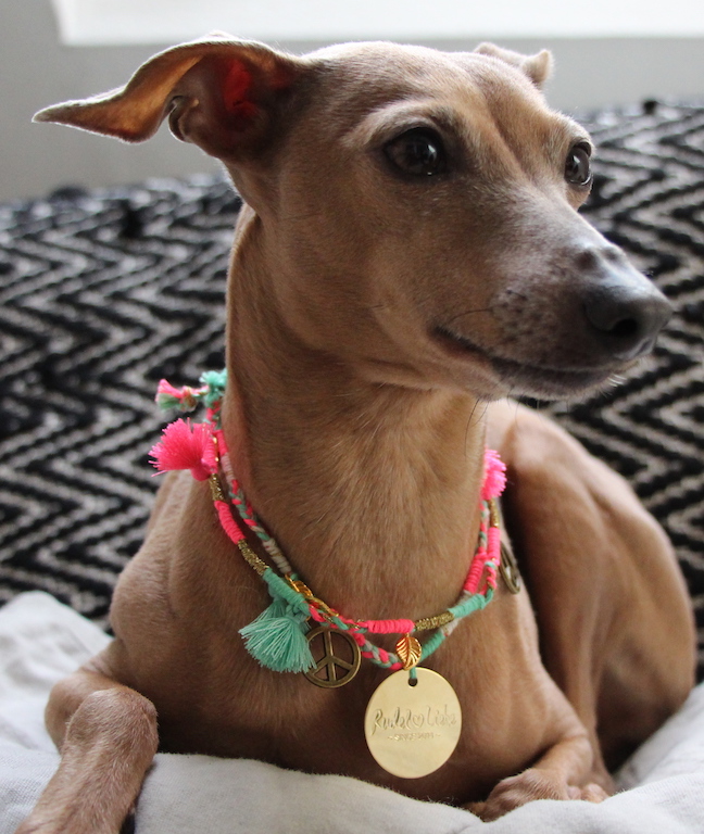Halskette für Hunde Rudel Liebe Hundbelog miDoggy