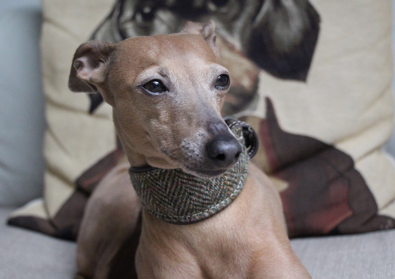 Tweed Halsband Hundeblog miDoggy