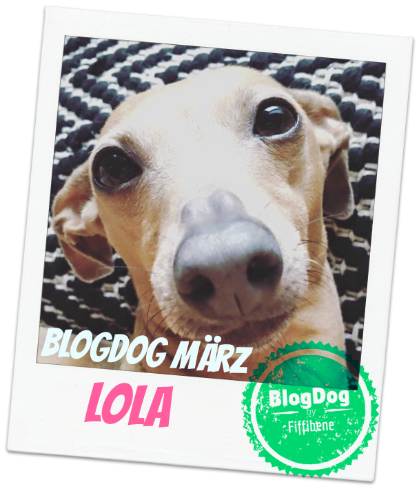 Lola's Wochenrückblick Hundeblog miDoggy