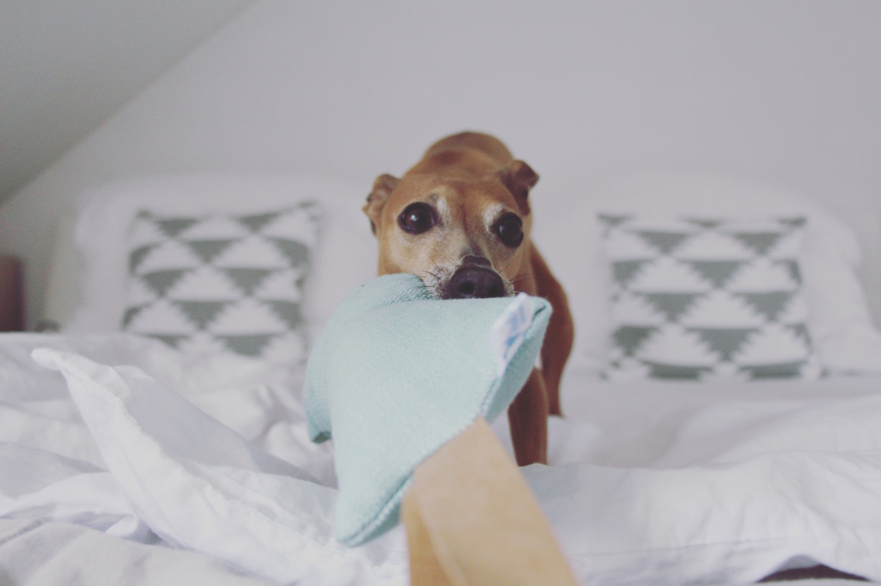 Hundespielzeug Wurfspielzeug Hund JULINKA ökologisch nachhaltig