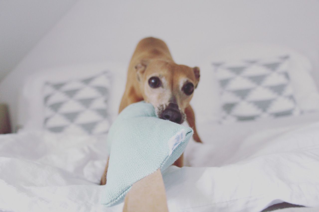 Hundespielzeug Wurfspielzeug Hund JULINKA ökologisch nachhaltig