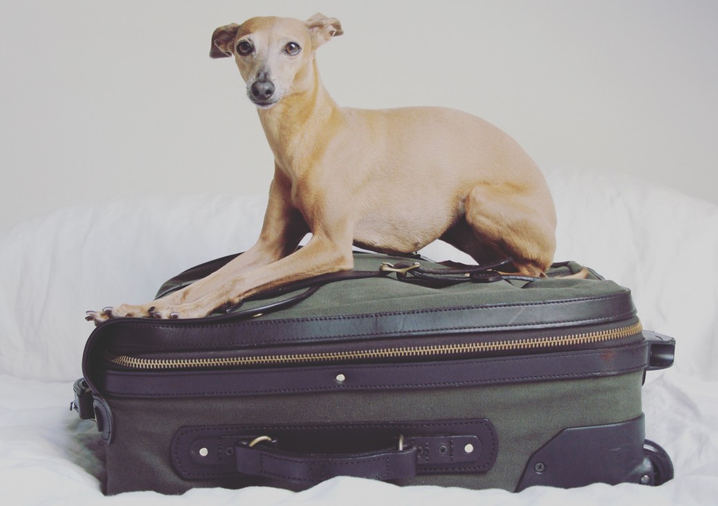 Packlisten für Hunde im Urlaub