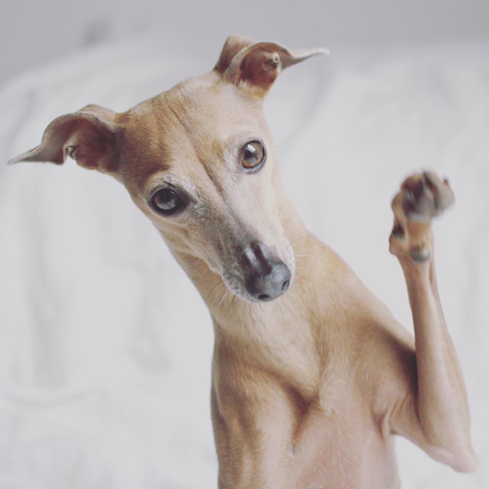 Freitag: paw up for the weekend!