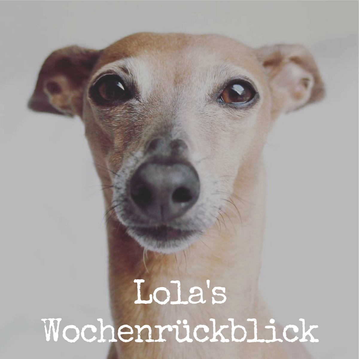Lolas Wochenrückblick Hundbelog miDoggy