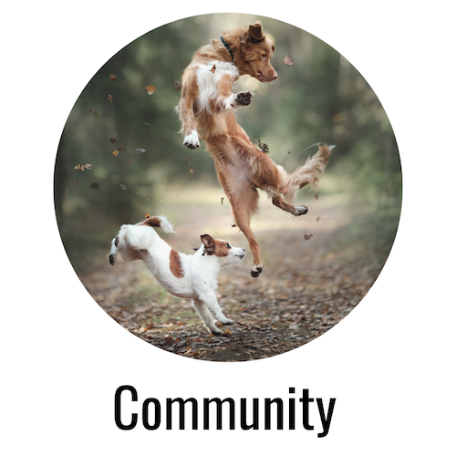 Hunde Community miDoggy